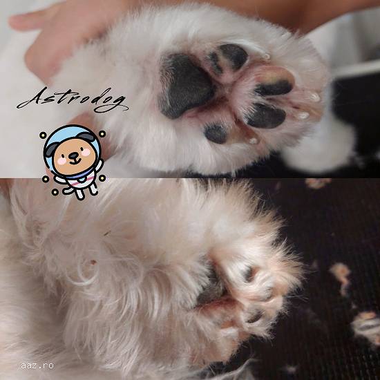 Astrodog - frizerie canină Brașov - Grooming