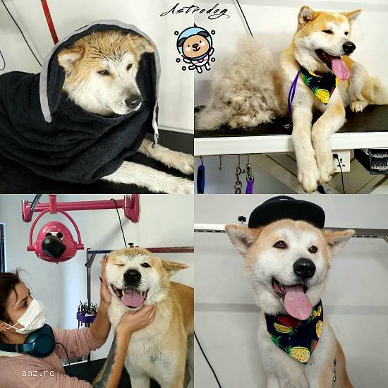 Astrodog - frizerie canină Brașov - Grooming