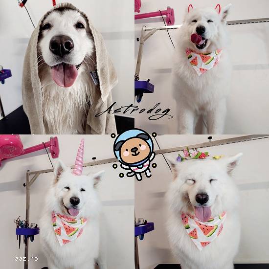Astrodog - frizerie canină Brașov - Grooming