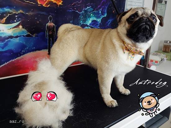 Astrodog - frizerie canină Brașov - Grooming