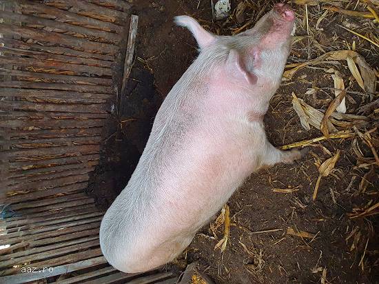 Vand porc de 170 -180 kg