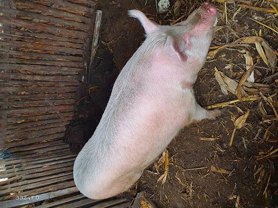 Vand porc de 170 -180 kg