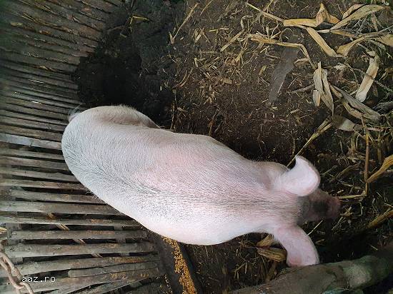 Vand porc de 170 -180 kg