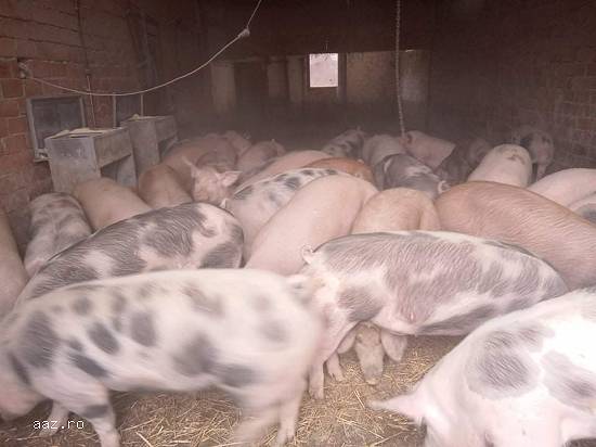 Porci