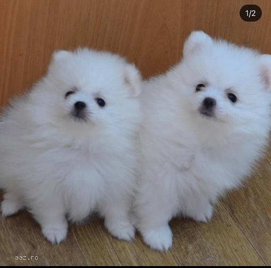 Creste de calitate catelusi pomeranian