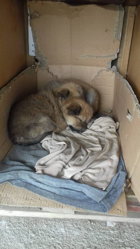 Sufletele spre adopție