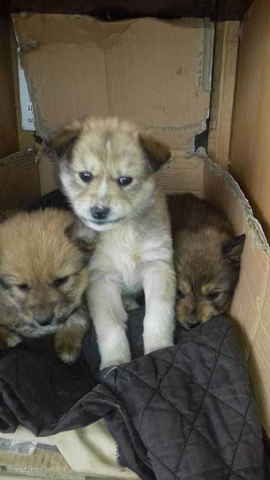 Sufletele spre adopție