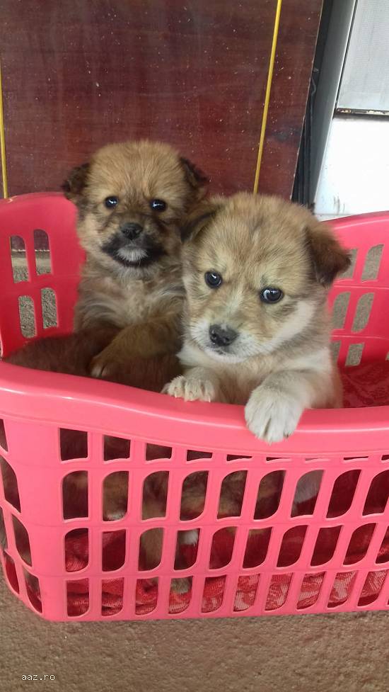 Sufletele spre adopție