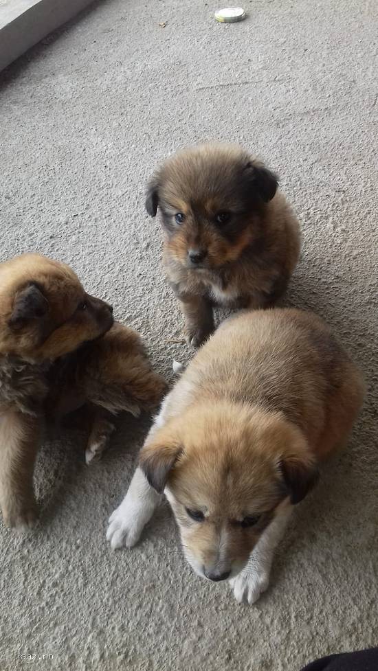 Sufletele spre adopție