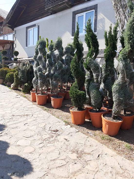Vând plante ornamentale de diferite specii