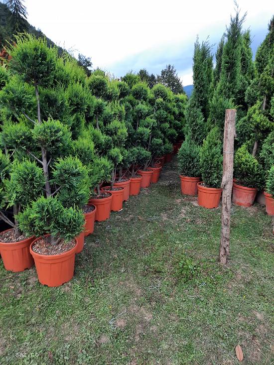 Vând plante ornamentale de diferite specii