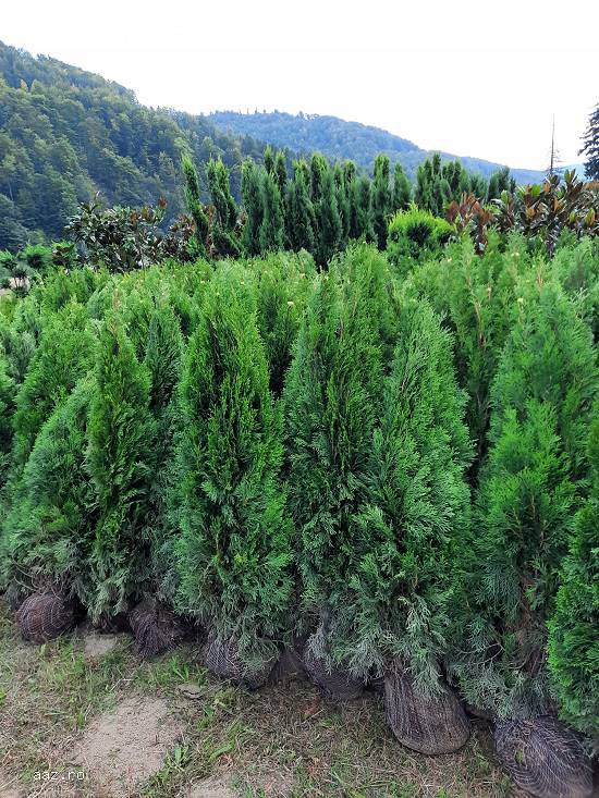 Vând plante ornamentale de diferite specii