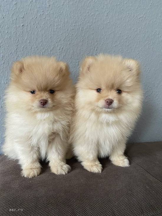 Pomeranian afectuos este disponibil