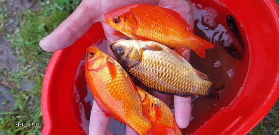 Caras ornamental,  puiet caras, crap koi