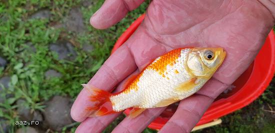Caras ornamental,  puiet caras, crap koi