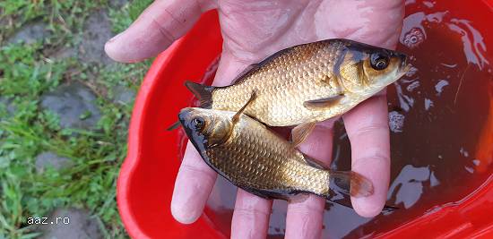 Caras ornamental,  puiet caras, crap koi