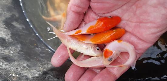 Caras ornamental,  puiet caras, crap koi