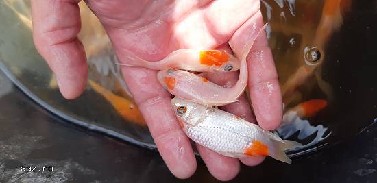 Caras ornamental,  puiet caras, crap koi