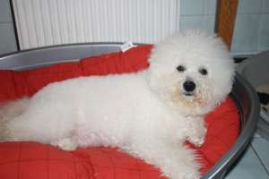 Bichon Frise