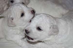 Bichon Frise