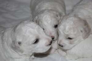 Bichon Frise