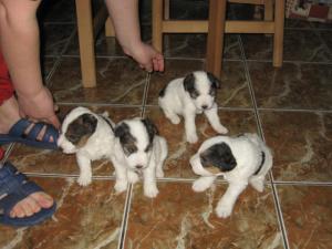 vand fox terrier sarmos