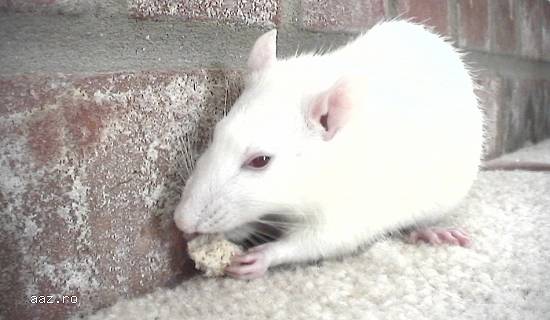 Vând șobolani (Fancy Rats),   Dumbo și Top-Ear