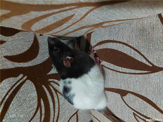 Vând șobolani (Fancy Rats),   Dumbo și Top-Ear