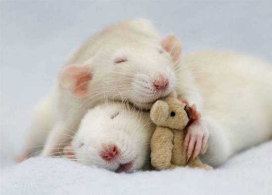 Vând șobolani (Fancy Rats),   Dumbo și Top-Ear