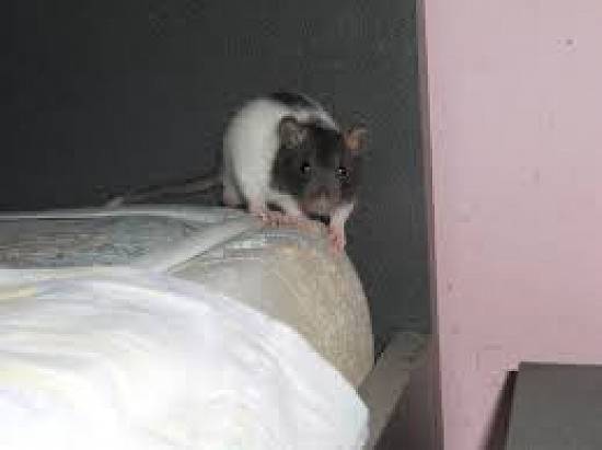 Vând șobolani (Fancy Rats),   Dumbo și Top-Ear