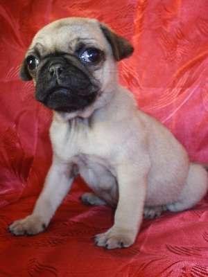 WESTIE,  CANICHE, MOPS SHIH-TZU  etc