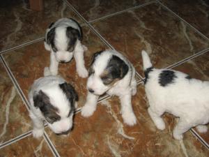 vand fox terrier sarmos