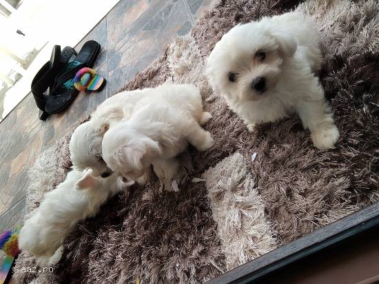 Bichon mini toy alb