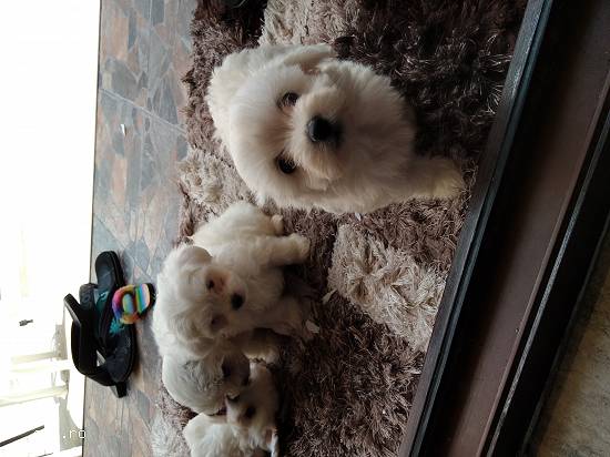 Bichon mini toy alb