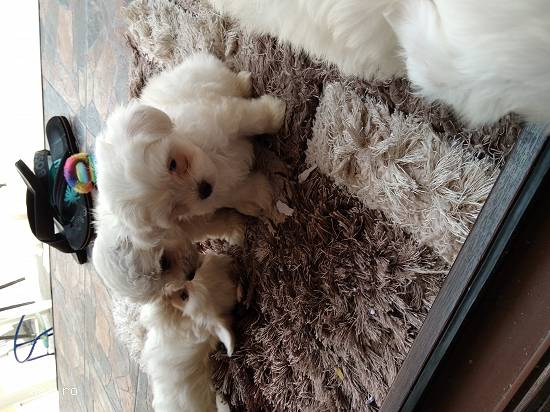 Bichon mini toy alb