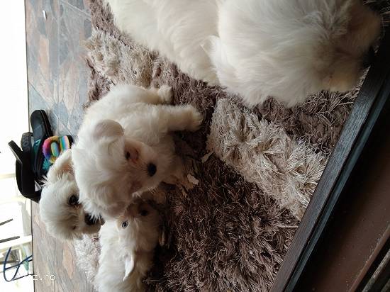 Bichon mini toy alb