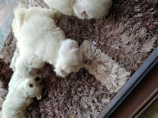 Bichon mini toy alb