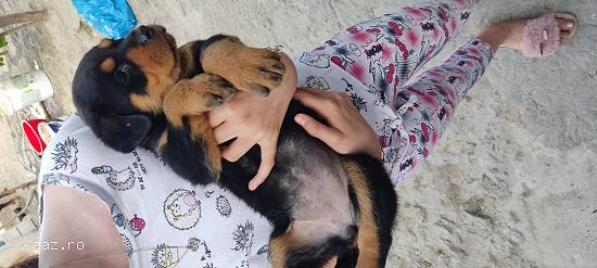 Rottweiler