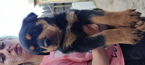 Rottweiler