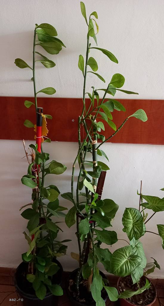 Flori naturale
