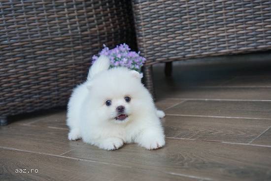 Pomeranian Mini Boo