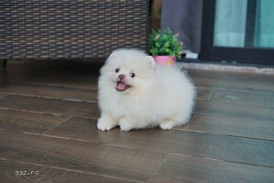 Pomeranian Mini Boo