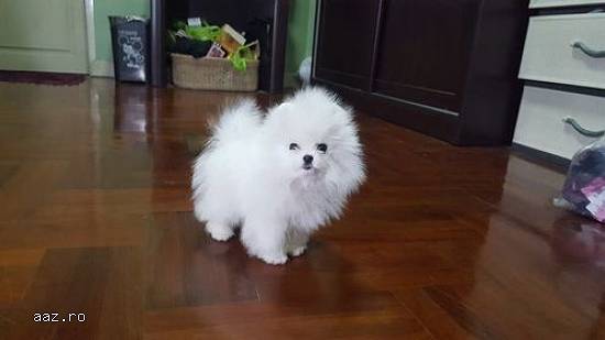 Mini Boo