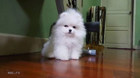Mini Boo
