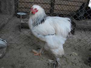 gaini de rasa