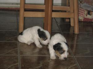 vand fox terrier sarmos