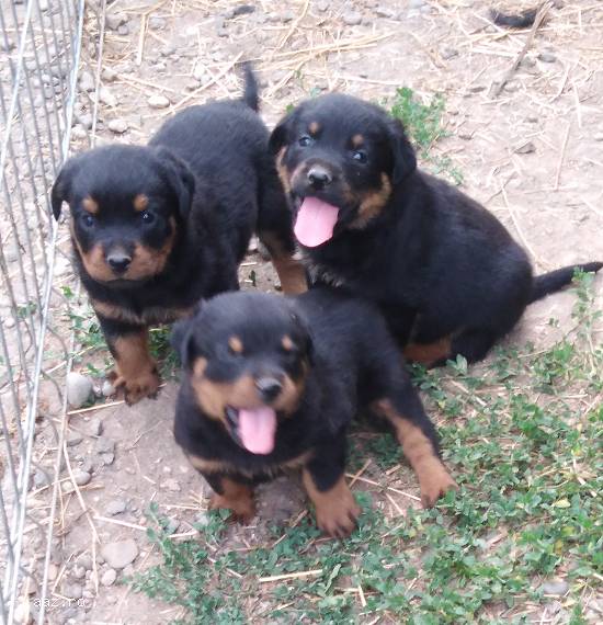 Pui Rottweiler