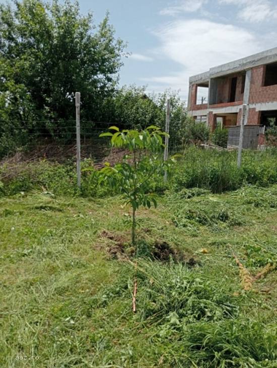 Teren Intravilan,   417mp,   Berceni,   Ilfov,   37500 euro