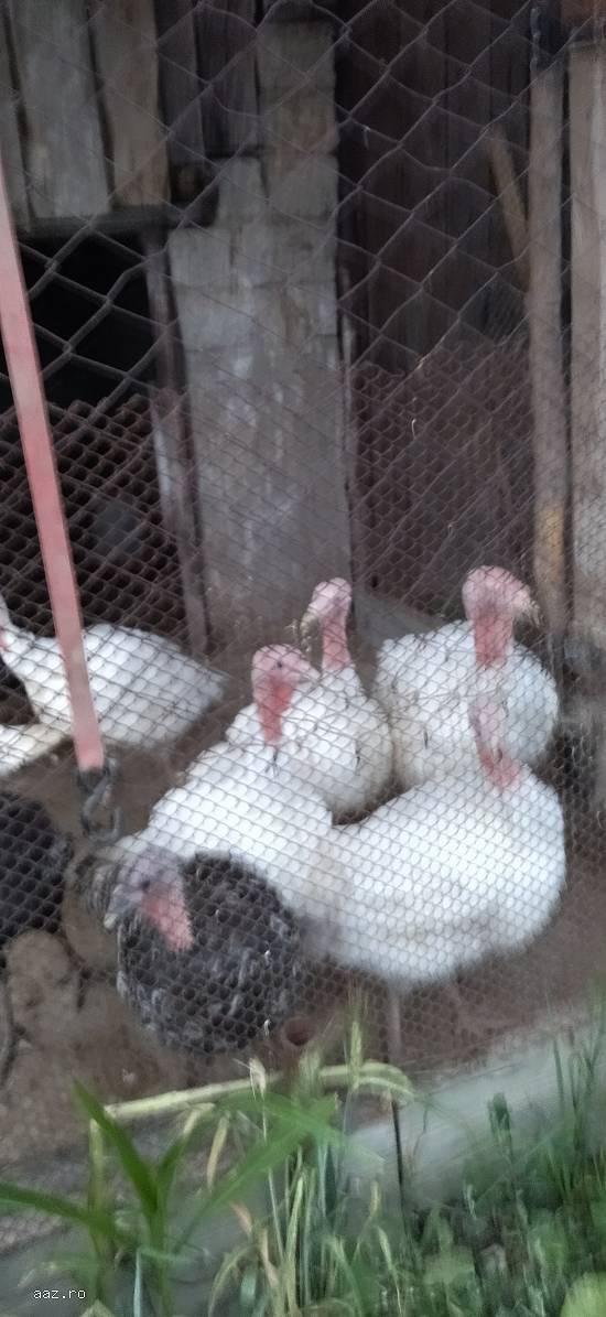 Curcanii de carne și Gâște Americane Rațe