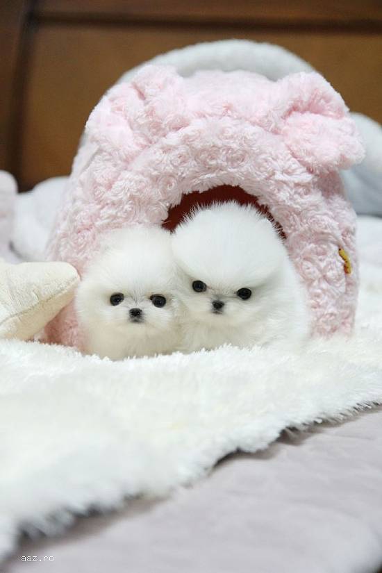 Catelusi pomeranian boo